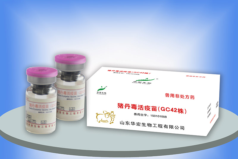 豬丹毒活疫苗(GC42株)